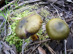 Cortinarius austrovenetus