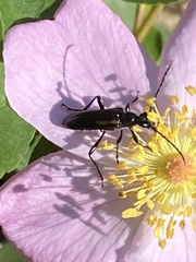 Strangalepta abbreviata