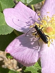 Strangalepta abbreviata