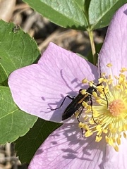 Strangalepta abbreviata