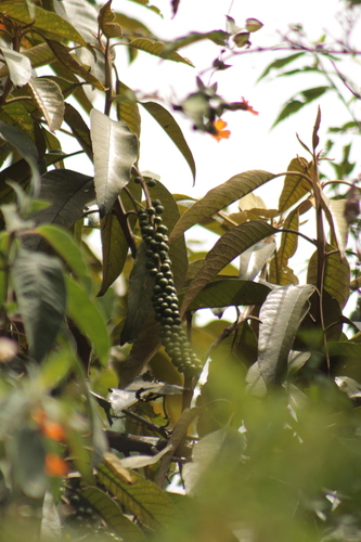 Citharexylum subflavescens (Citharexylum subflavescens)
