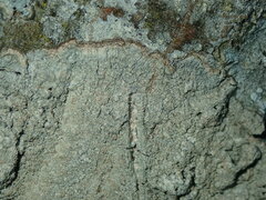 Pertusaria coccodes
