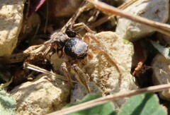 Habronattus captiosus