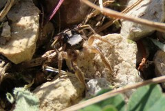Habronattus captiosus
