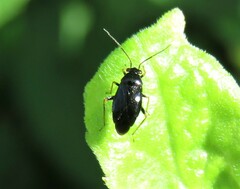 Slaterocoris