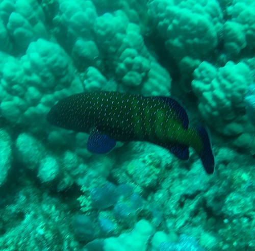 Peacock Grouper — seen at this dive site