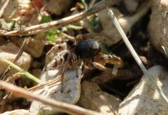 Habronattus captiosus