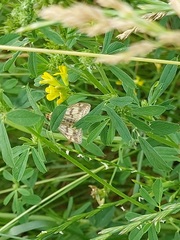 Sitochroa verticalis