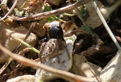 Habronattus captiosus