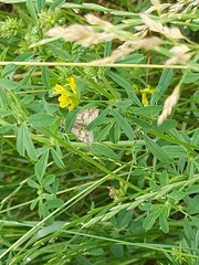 Sitochroa verticalis