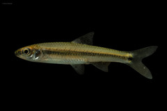 Notropis texanus