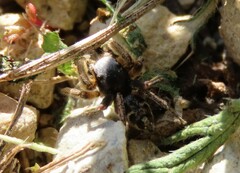 Habronattus captiosus