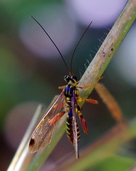 Echthromorpha