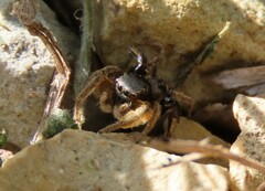 Habronattus captiosus