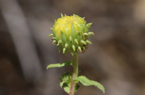 Image of Grindelia hallii by (c) Millie Basden, some rights reserved (CC BY)