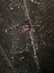 Rhinolophus hipposideros