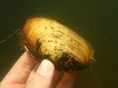 Lampsilis straminea