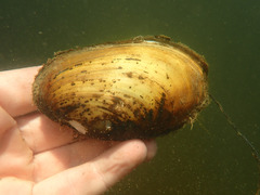 Lampsilis straminea