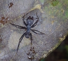 Acromyrmex volcanus