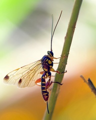 Echthromorpha