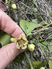 Passiflora apoda