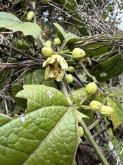 Passiflora apoda