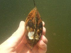 Lampsilis straminea