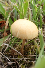 Agrocybe