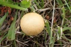 Agrocybe