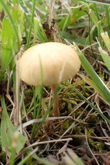 Agrocybe