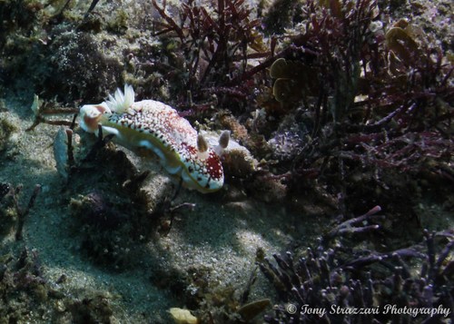 Photo of Tinctured goniobranchus (Goniobranchus tinctorius)