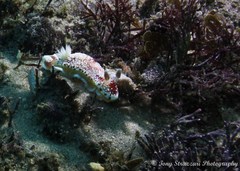 Goniobranchus tinctorius