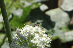 Cerceris concinna