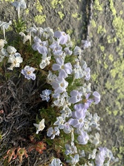 Phlox pulvinata