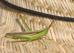 Mermiria intertexta