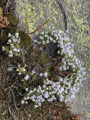 Phlox pulvinata