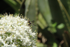 Cerceris concinna