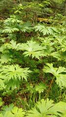 Aconitum septentrionale
