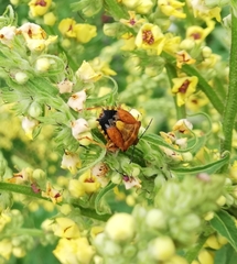 Carpocoris mediterraneus