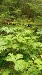 Aconitum septentrionale