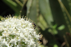 Cerceris concinna