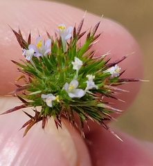 Navarretia intertexta