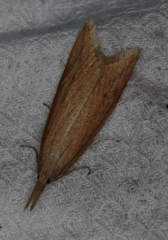 Donacaula forficella