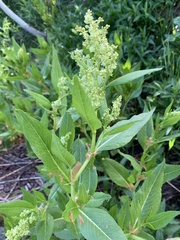 Koenigia phytolaccifolia