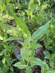 Koenigia phytolaccifolia