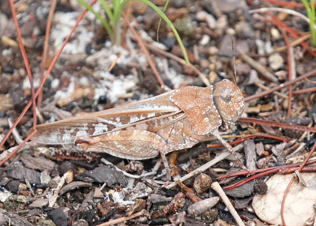 Pardalophora
