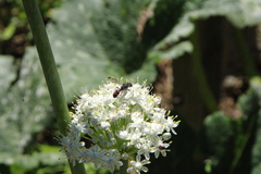 Cerceris concinna