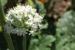 Cerceris concinna