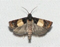 Epiblema tripartitana