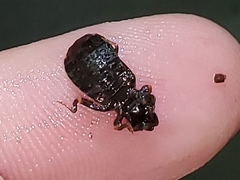 Stylogomphus albistylus